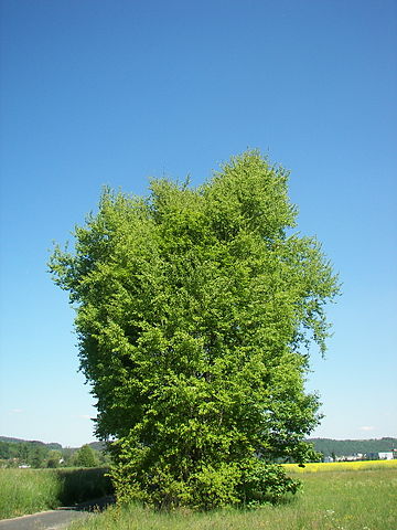 Populus tremula